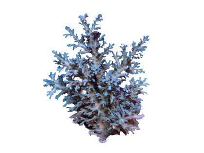 SPS