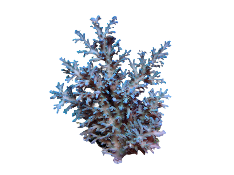 SPS