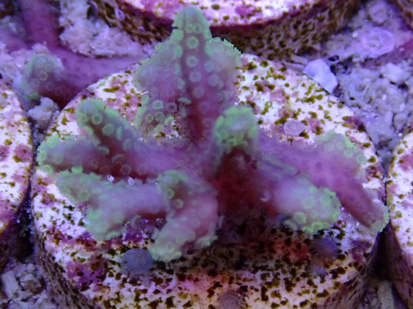 Secrets Rain - Coral main image 0