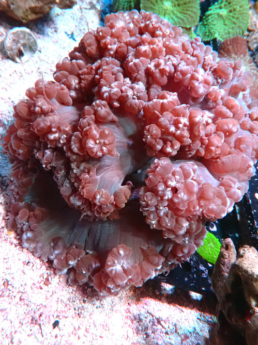 Plerogyra sinuosa
Large Bubble Coral