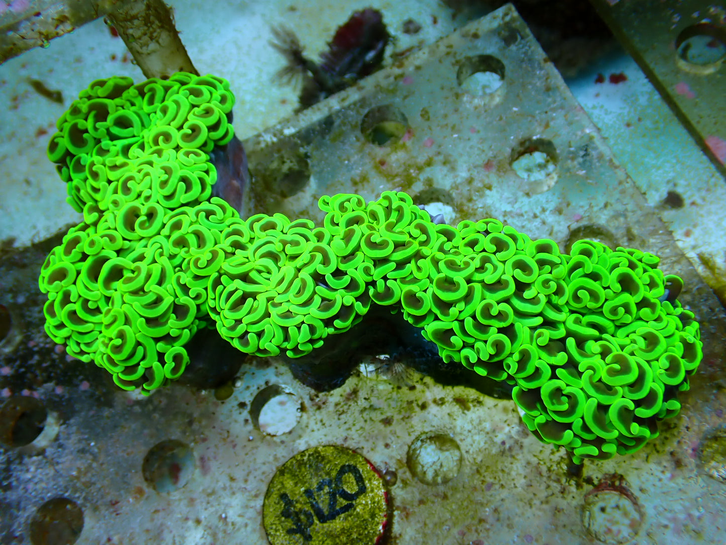 QLD  Hammer 3