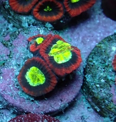 favia  frag wysiwyg 1