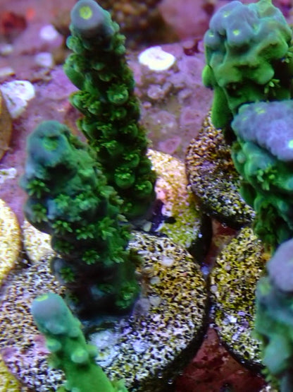 Blue Tip Teal Stag