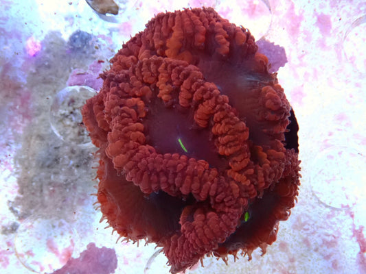 WYSIWYG Blastomussa Frag 1