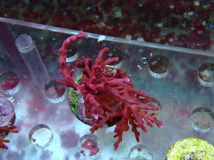 Red Dragon sps frags