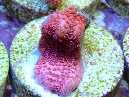Pink Digi SPS Frag 1