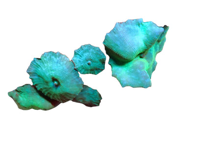Turquoise Green Corallimorph rock