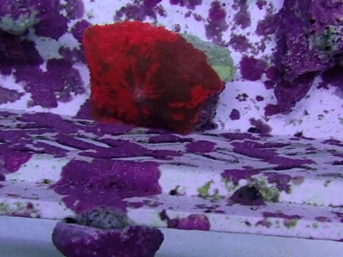 Dead Pool Morph 2