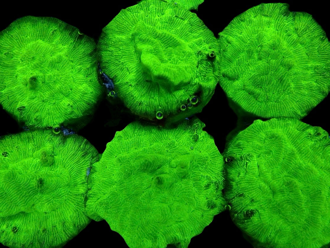Metallic green Leptoseris coral Frag 2