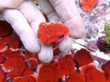 Red scroll montipora frags