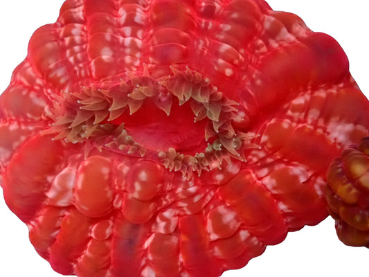 Cynarina lacrymalis - ultra bright red/green button coral 1