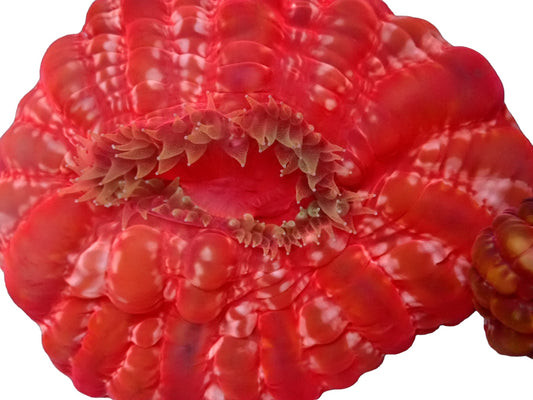 Cynarina lacrymalis - ultra bright red button coral 1