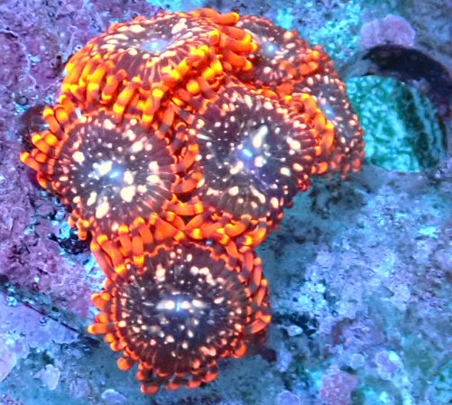 Utter Chaos zoa frag