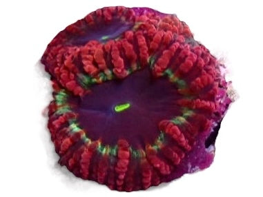 Green purple red  Blastomussa