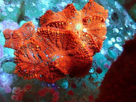 Bright red Rhodactis 1