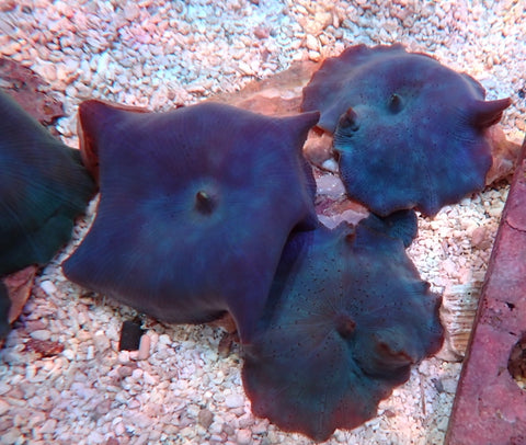 Blue Corallimorphs