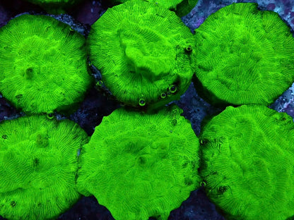 Metallic green Leptoseris coral Frag 2