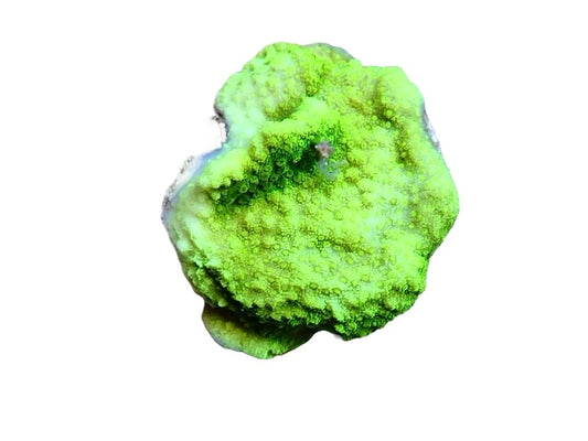 Ultra Green Montipora