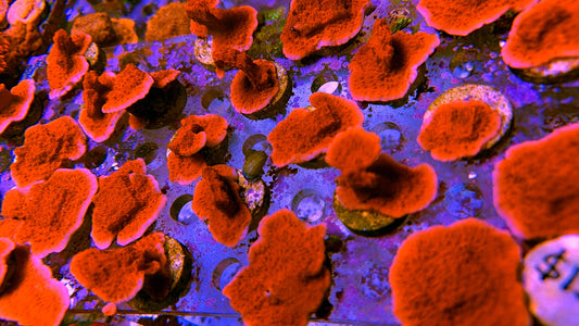 Red scroll montipora frags