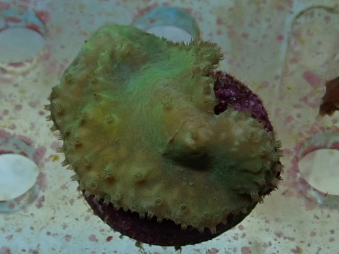 Soft Coral frag 1