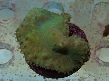 Soft Coral frag 1