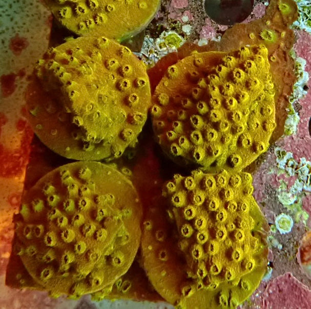 Gold Cyphastrea Frags