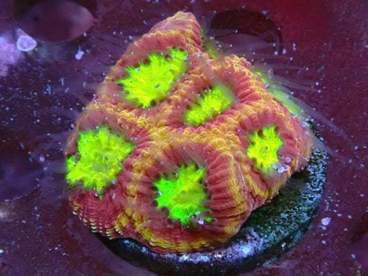 Favia ultra frag 1