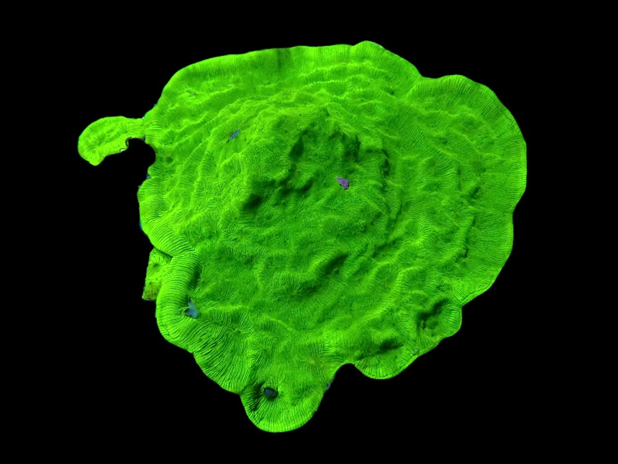 Green Leptospirosis frag
