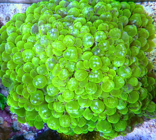 Show piece Bubble Coral -Nice Physogyra. Sp