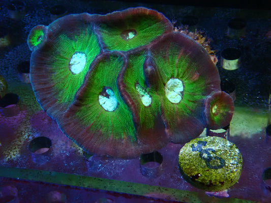 Corallimorph coral lps