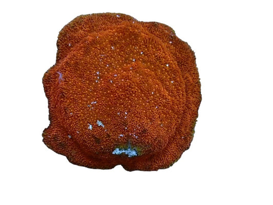 Bright Orange psammocora