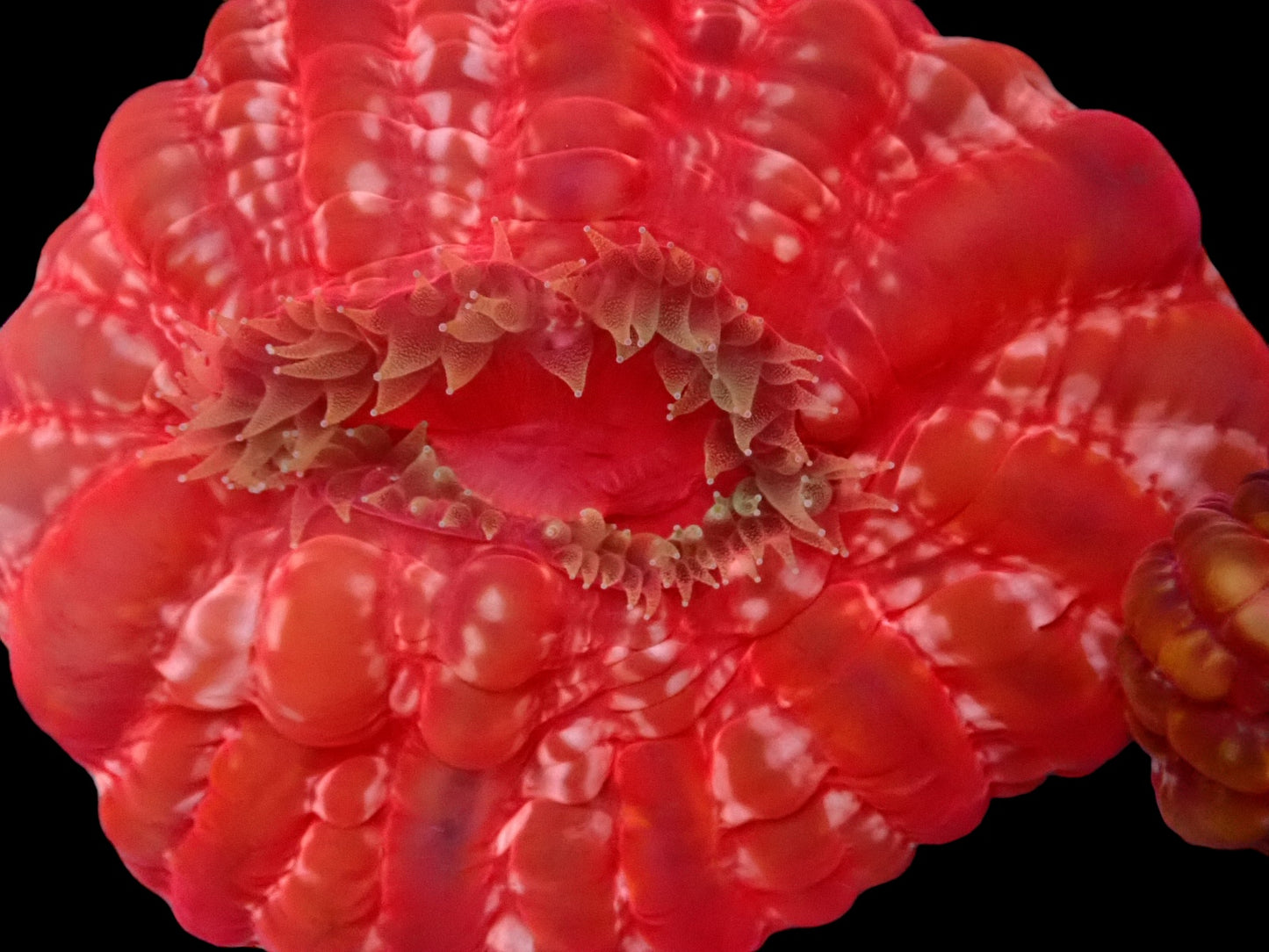 Cynarina lacrymalis - ultra bright red/green button coral 1