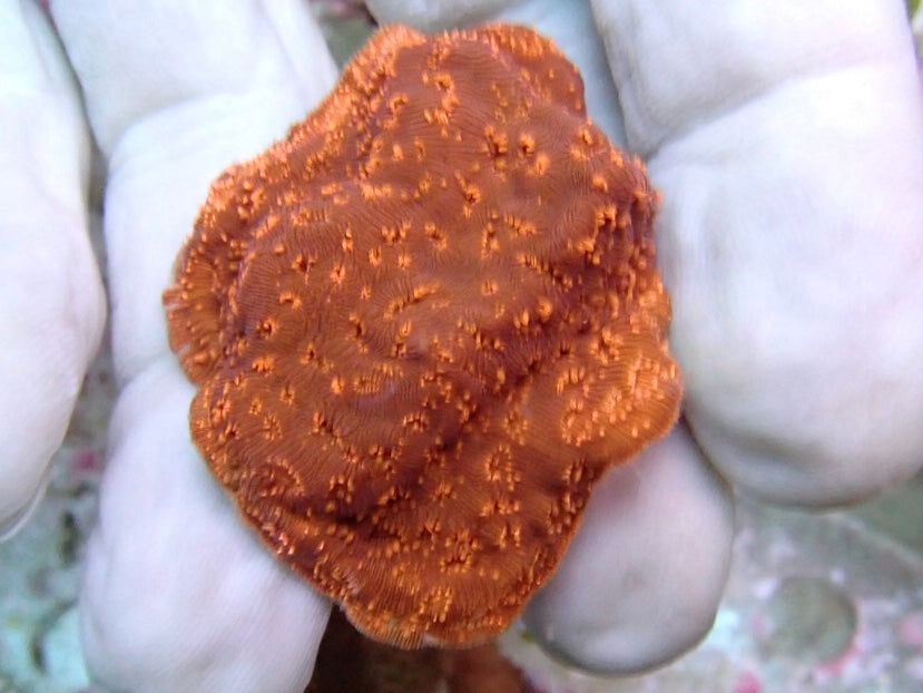 Pavona Maldavensis frags
