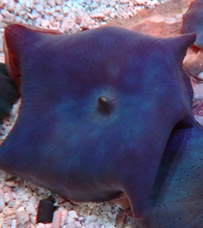 Blue Corallimorphs per polyp