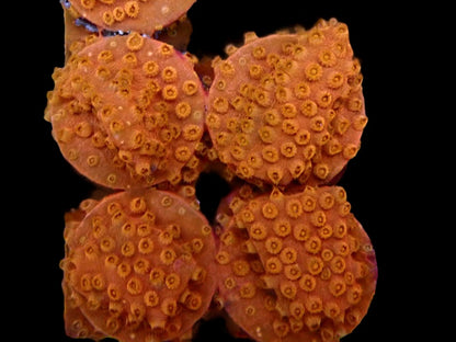 Gold Cyphastrea Frags