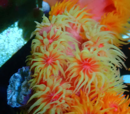 Tubastrea sun Coral 5