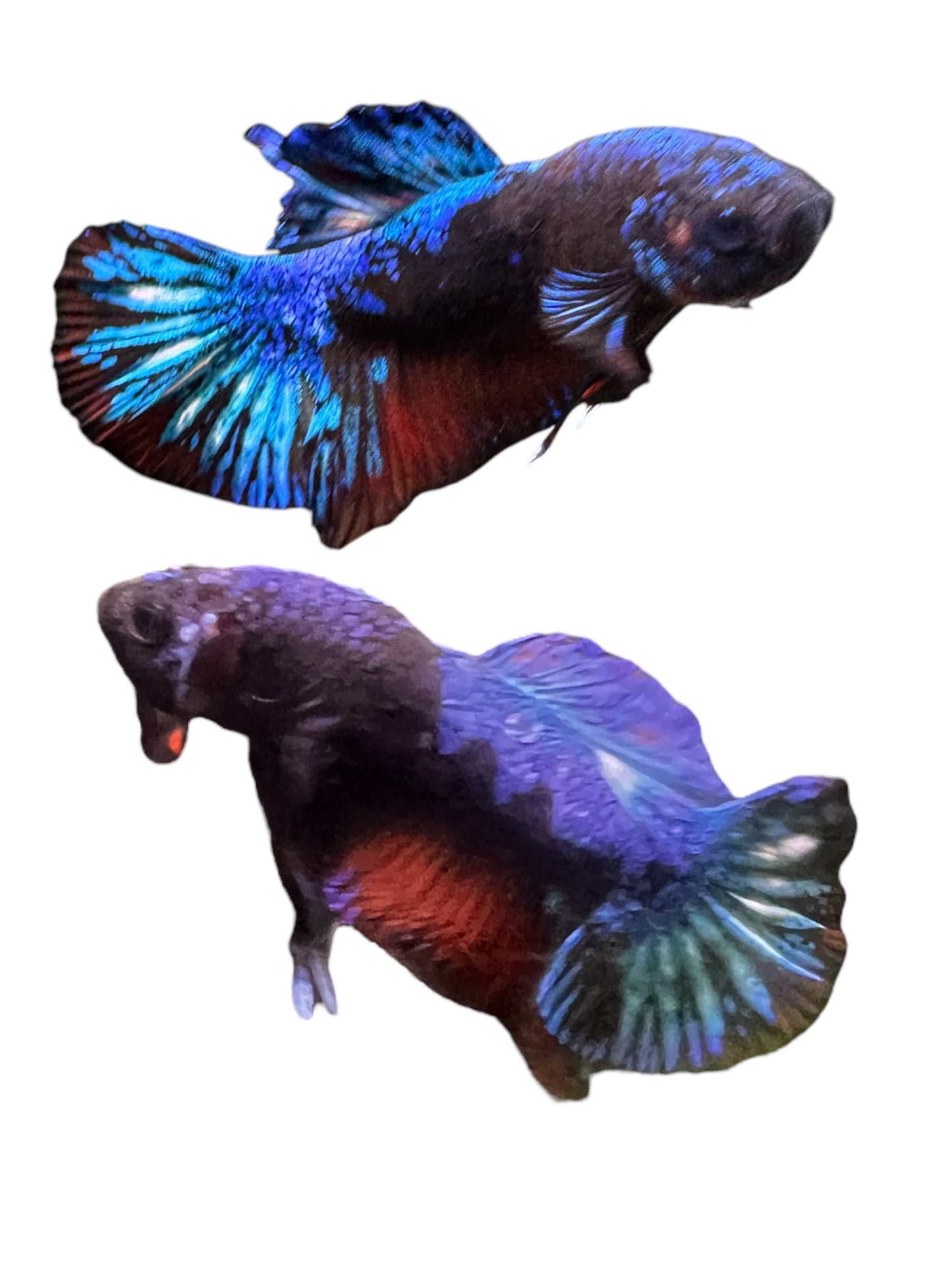 FRESHWATER Betta Splendens 2