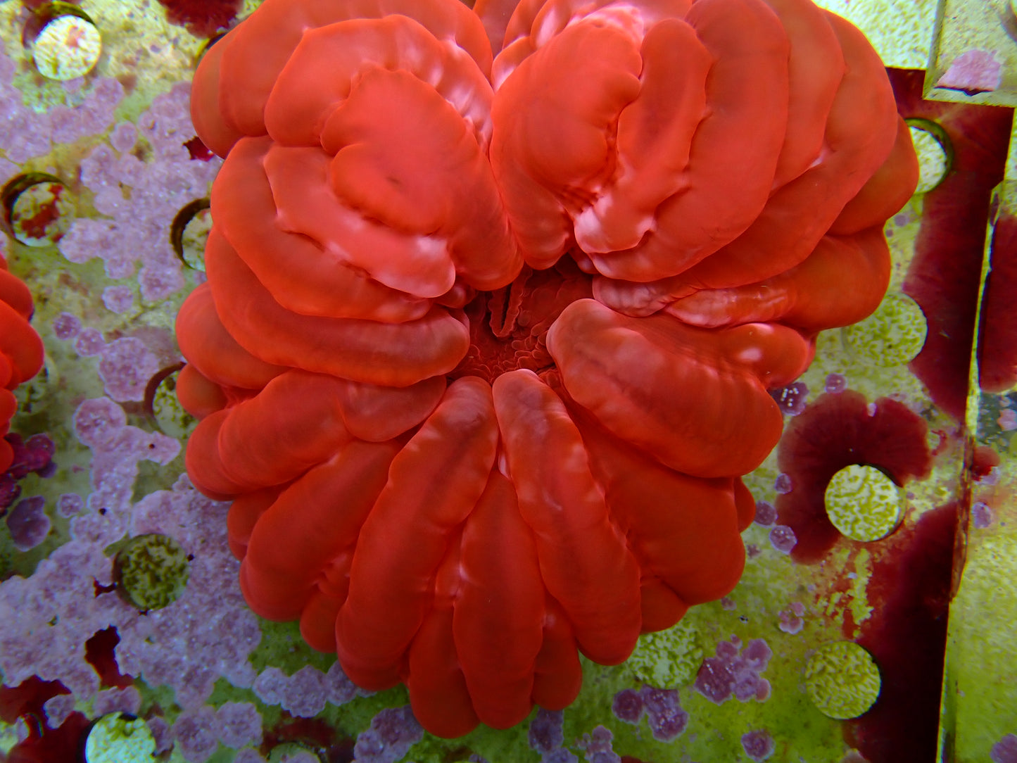 Cynarina lacrymalis - ultra bright red button coral 1