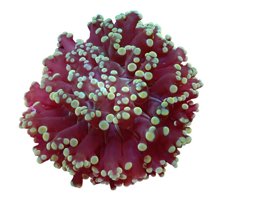 NT frogspawn - Euphyllia 3