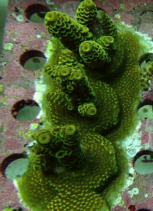 RS green milli Sps Frags