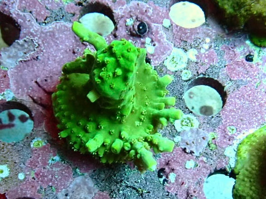 Reef Secrets Coral Frags 1