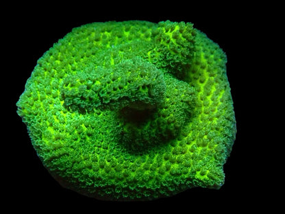 Green digi Frag 1
