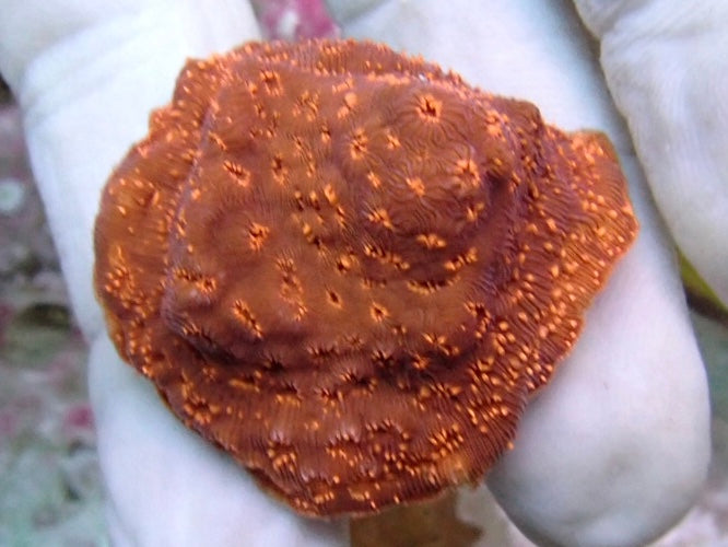 Pavona Maldavensis frags