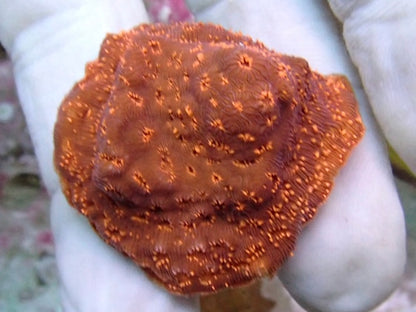Pavona Maldavensis frags