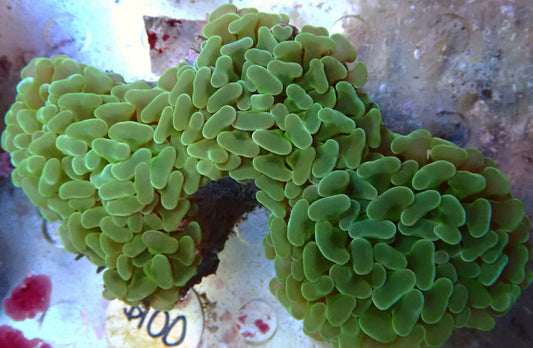 QLD  Hammer 5