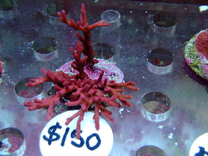 Red Dragon sps frags