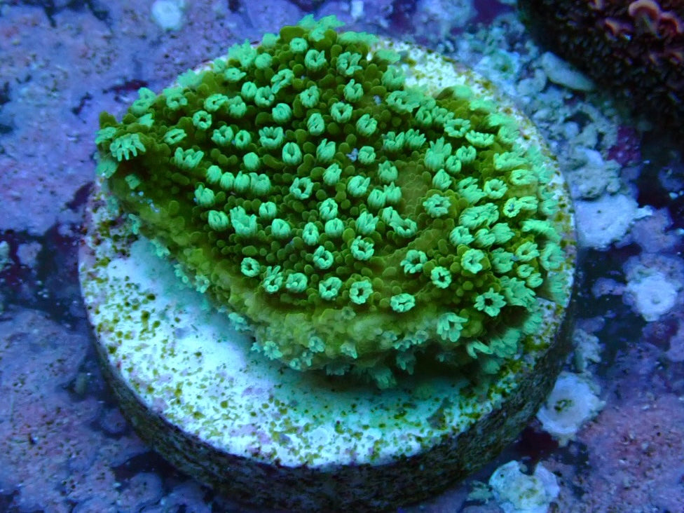Green Pepper frag 1