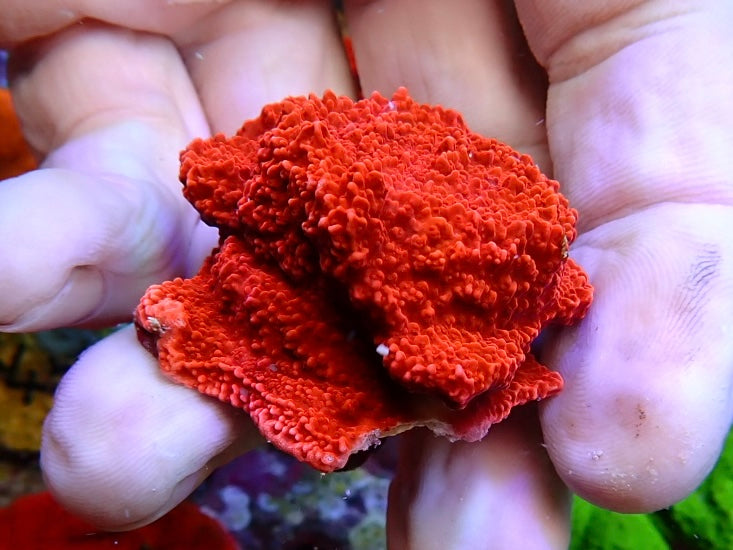 Red plate montipora frags