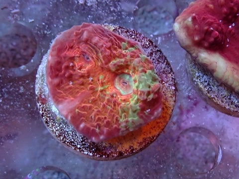 Red toxic splatter Chalice Frags