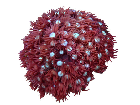 Alveopora pink colony 4